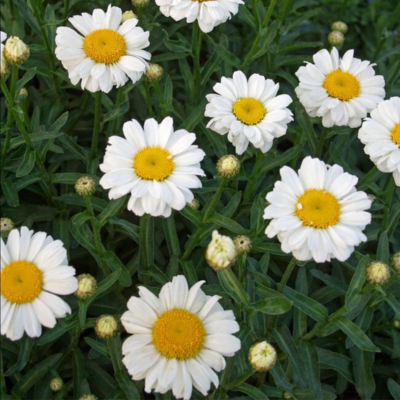 Meet your Posher, Daisy - Picture 1 of 1